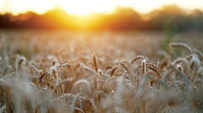 Russian Wheat Prices Down as New Crop Arrives, Export Tax Falls