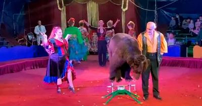 Bear attacks circus ringmaster in front of children before cruel stunt