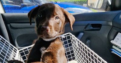 Puppies abandoned in car outside supermarket for 'at least 24 hours'