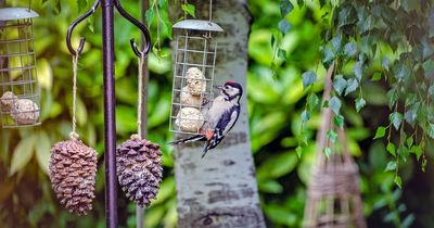 Top garden trends for 2022 include bird feeders and baths - but gnomes are out