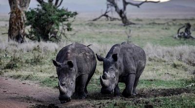 After 40 Years of Extinction, Rhinos Return to Mozambique