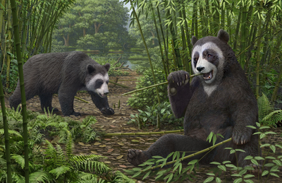 Study unravels mystery of how pandas became vegetarians around six million years ago