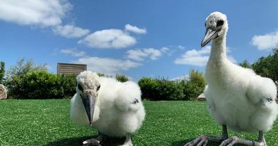 Tayto Park needs public's help in naming adorable baby storks