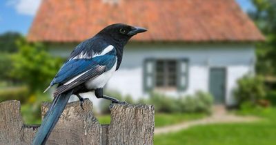 Why do we wave at magpies? The serious superstitions behind the bird