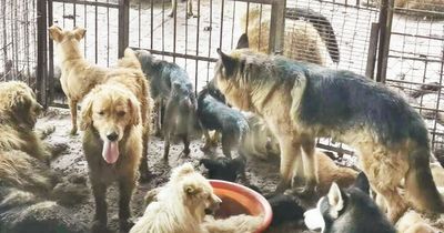 126 dogs rescued from slaughterhouse where stolen pets are blowtorched for meat