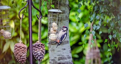 Top garden trends for 2022 include bird feeders and baths - but garden gnomes are out