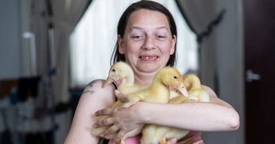 Mum smitten after three eggs she bought from Morrisons hatch into baby ducklings
