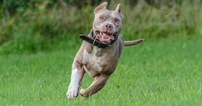 Neighbour demands man keeps dogs inside so her kids can play in his garden