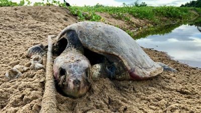 Activists sound alarm over loose dogs killing endangered turtles in French Guyana