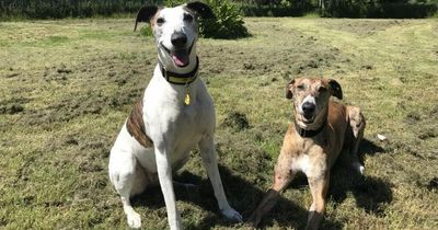 Adorable brother and sister Edinburgh dogs are looking for their forever home this July