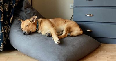 Woman demands £200 from strangers for dog's party and is annoyed when sent less