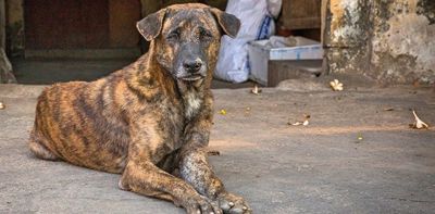 Male dogs are more likely to develop contagious nose cancer from sniffing other dogs' genitals