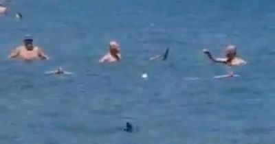 Swimmers fend off shark with a mop as it approaches beach at popular resort