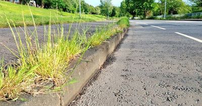 Calls to sort out growing issue of roadside weeds in South Belfast