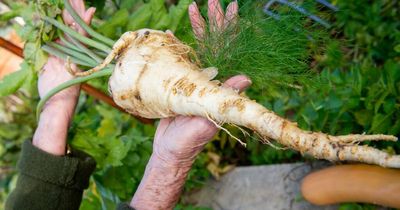 Getting to the root of parsnips