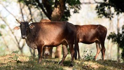 Gujarat: Cows as telecom subscribers? Digital belts to track their fitness