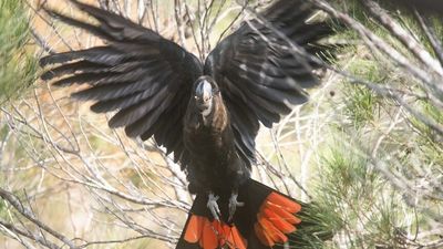 Glossy black cockatoo on endangered list found at North Coast beach, after bushfires destroyed habitat