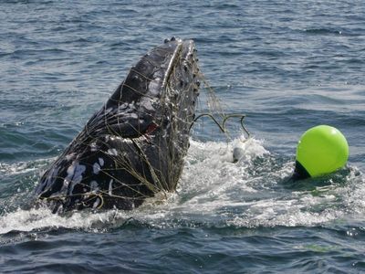 Whale rescues spark renewed Qld nets call