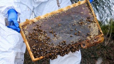 Fears for almond crop as bee mite spreads