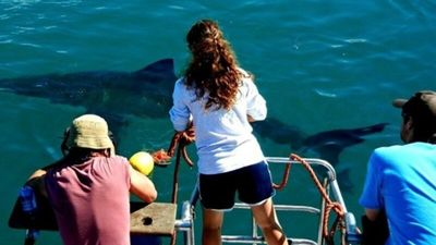 'Mother of Sharks' Melissa Márquez is making waves in research and representation — and wants others to follow