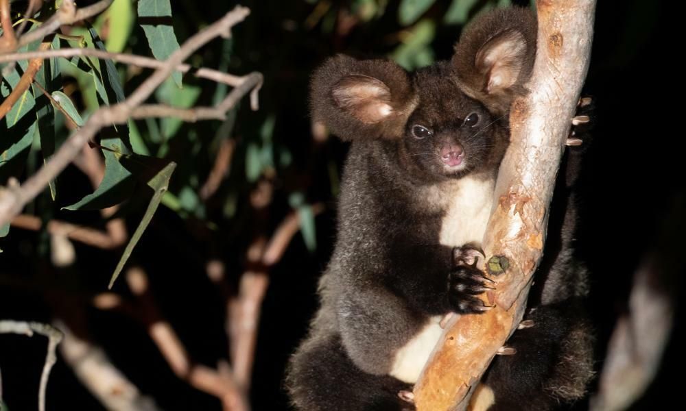 Greater glider now endangered as logging, bushfires…