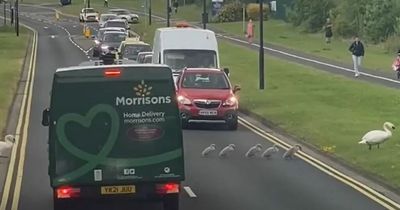 Killingworth swans go viral on TikTok after they stop traffic to cross the road