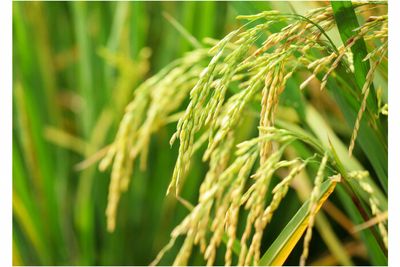 GAP – the key to developing sustainable Thai rice farming