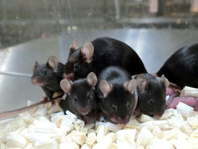 Freeze-dried mice: how a new technique could help conservation