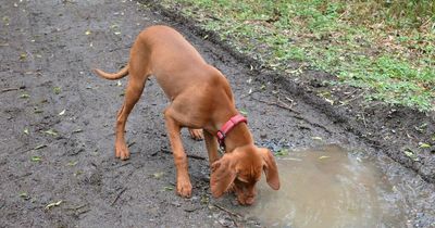 Vet issues stark warning after dog dies from poisoning on walk