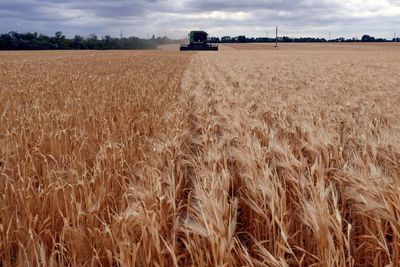 U.N.'s FAO receives $17 million for Ukraine grain storage