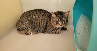SSPCA issues appeal after cat cruelly dumped in a bag in Lanarkshire town