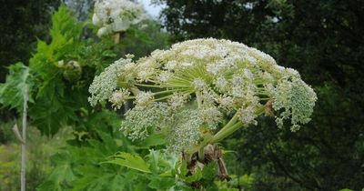 Warning to dog owners over toxic giant hogweed - signs and symptoms