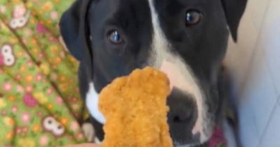 Rescue dogs enjoying 'chicken nugget day' in shelter makes people smile
