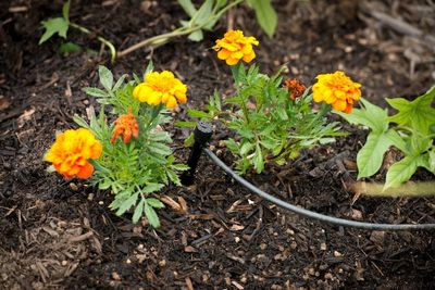 Tips for growing a healthy garden during drought