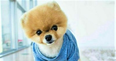 TikTok's top dogs earning big bucks for 15 seconds of fame