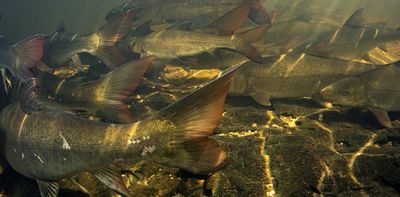 South Africa's sandfish are on the brink of extinction: how farmers are helping rescue them