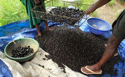 Illegal black clam harvesting triggers concern at Vembanad in Kerala