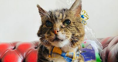 Beloved cat Meatball has survived being abandoned and car crash to become symbol of hope