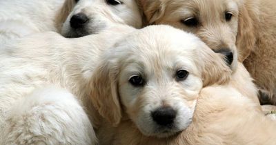 Clever dog food trick to save money whilst still feeding your pet