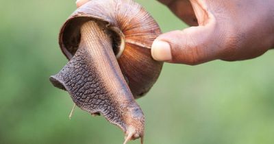 Giant African land snails that can grow to size of RATS put town in quarantine