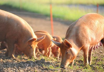 Food body urges good cooking practices amid pork ‘superbug’ concerns