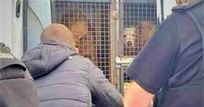 Co Down dog transporter handed 8-week jail term for causing unnecessary suffering to 44 dogs