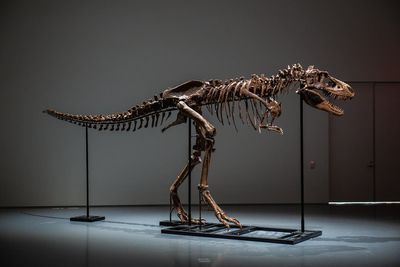 77-million-year-old dinosaur skeleton to go under the hammer for the first time