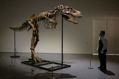 Gorgosaurus tipped to fetch $8 mn at New York auction