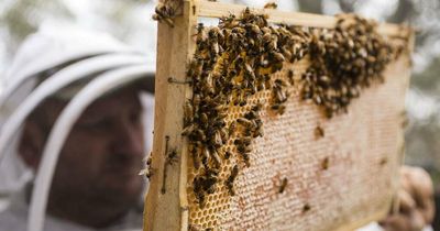 Hives at five more Hunter sites confirmed part of varroa mite outbreak