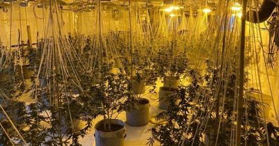 Inside abandoned Boots store turned into giant cannabis factory as cops hunt drugs gang