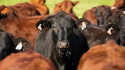 Farmers to be compensated if foot-and-mouth disease reaches Australia