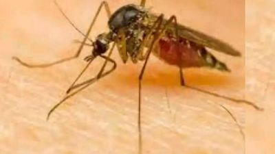 Malaria cases up in Mumbai; break in rain could worsen woes