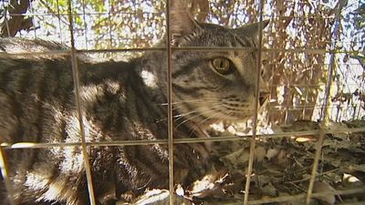 Cat containment policy for Victorian Bass Coast Shire Council delights conservationists
