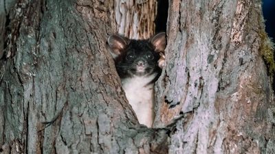 Greater glider listed as endangered, as climate change and logging threatens species